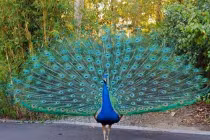 Nhà khách phục vụ đại gia thịt công, ngỗng khổng lồ 