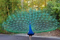 Nhà khách phục vụ đại gia thịt công, ngỗng khổng lồ 