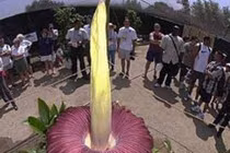 Xếp hàng xem “hoa xác chết” khổng lồ nở