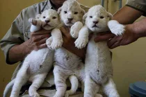 Cận cảnh 3 sư tử trắng mới sinh “siêu hiếm“