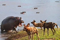 Cận cảnh hà mã điên máu tấn công chó hoang