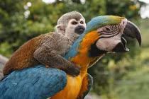 Những khoảnh khắc thân mật giữa các loài vật (2)