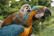 Những khoảnh khắc thân mật giữa các loài vật (2)