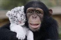 Những khoảnh khắc thân mật giữa các loài vật (1)