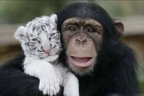 Những khoảnh khắc thân mật giữa các loài vật (1)