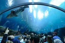 Những “ngôi nhà động vật” ấn tượng nhất thế giới