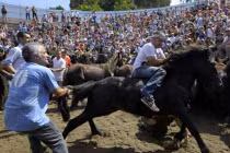 Kinh hoàng cảnh người “đại chiến” với bầy ngựa