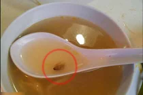 Kinh hãi vì phát hiện gián chình ình trong bát súp