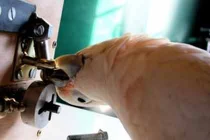 Xem vẹt mở khóa hòm cực đỉnh