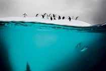 Bộ ảnh thiên nhiên, động vật đẹp ngất ngây