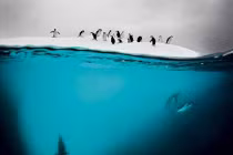 Bộ ảnh thiên nhiên, động vật đẹp ngất ngây