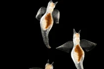 Điểm mặt những sinh vật “tàng hình” dưới đáy biển