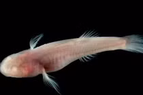 Cá “dị” vừa mù vừa điếc ngược quy luật tự nhiên