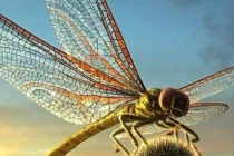 Những loài sâu bọ tiền sử khiến bạn “sởn gai ốc”