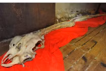 Phát hiện loài rồng trong truyền thuyết ở Trung Quốc?