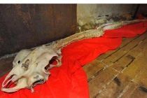 Phát hiện loài rồng trong truyền thuyết ở Trung Quốc?