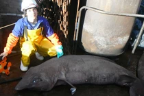 Những con cá mập quái đản, chưa từng biết đến