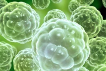 Sự sống có trước khi Trái đất hình thành 5,5 tỷ năm