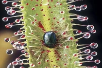 Những loài cây ăn thịt động vật quái đản nhất thế giới