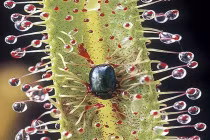 Những loài cây ăn thịt động vật quái đản nhất thế giới