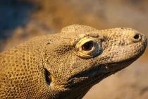 Nóng: Khám phá cách rồng Komodo giết người