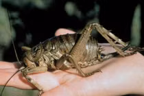 Top 10 kỷ lục gia đặc biệt trong thế giới côn trùng