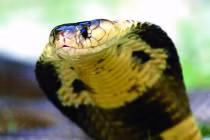 Ngắm “vẻ đẹp chết người” của loài rắn độc