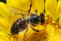 Những “tuyệt chiêu” vượt trội con người của động vật