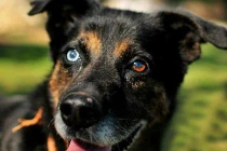 Những chú chó có đôi mắt ma cà rồng