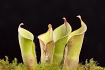  Những loài cây ăn thịt ẩn thân cực đỉnh