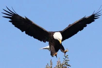 Chiêm ngưỡng chúa tể bầu trời