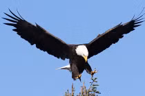 Chiêm ngưỡng chúa tể bầu trời