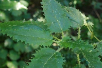 Những “hung thủ giết người” màu xanh