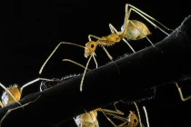 Khám phá kiến “sát thủ” khắc tinh của... iPhone