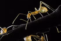 Khám phá kiến “sát thủ” khắc tinh của... iPhone