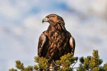 Chùm ảnh cực độc của “chúa tể” bầu trời