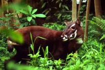 Sao la VN vào Top 10 động vật có nguy cơ tuyệt chủng