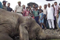 Kinh hoàng cảnh 4 con voi bị tàu hỏa húc chết