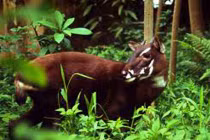 Sao la VN vào Top 10 động vật có nguy cơ tuyệt chủng