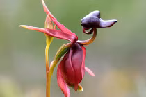 Lạ lùng những loài hoa lan “đẻ ra” động vật