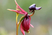 Lạ lùng những loài hoa lan “đẻ ra” động vật