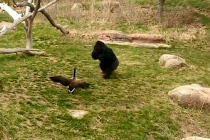 Xem ngỗng đuổi... tinh tinh chạy “té khói”