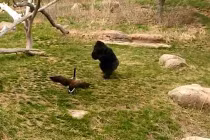 Xem ngỗng đuổi... tinh tinh chạy “té khói”