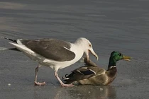 Những tuyệt chiêu săn mồi kỳ dị của “quái điểu“