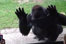 Khỉ đột nổi điên dọa trẻ con khiếp vía