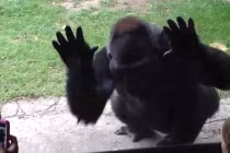 Khỉ đột nổi điên dọa trẻ con khiếp vía