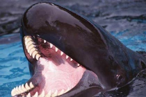 Kỳ lạ “thuỷ quái” sát thủ khổng lồ biết cười như người