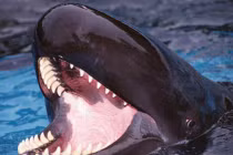 Kỳ lạ “thuỷ quái” sát thủ khổng lồ biết cười như người