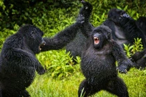 Cận cảnh tinh tinh “hỗn chiến” kinh hoàng