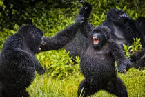 Cận cảnh tinh tinh “hỗn chiến” kinh hoàng